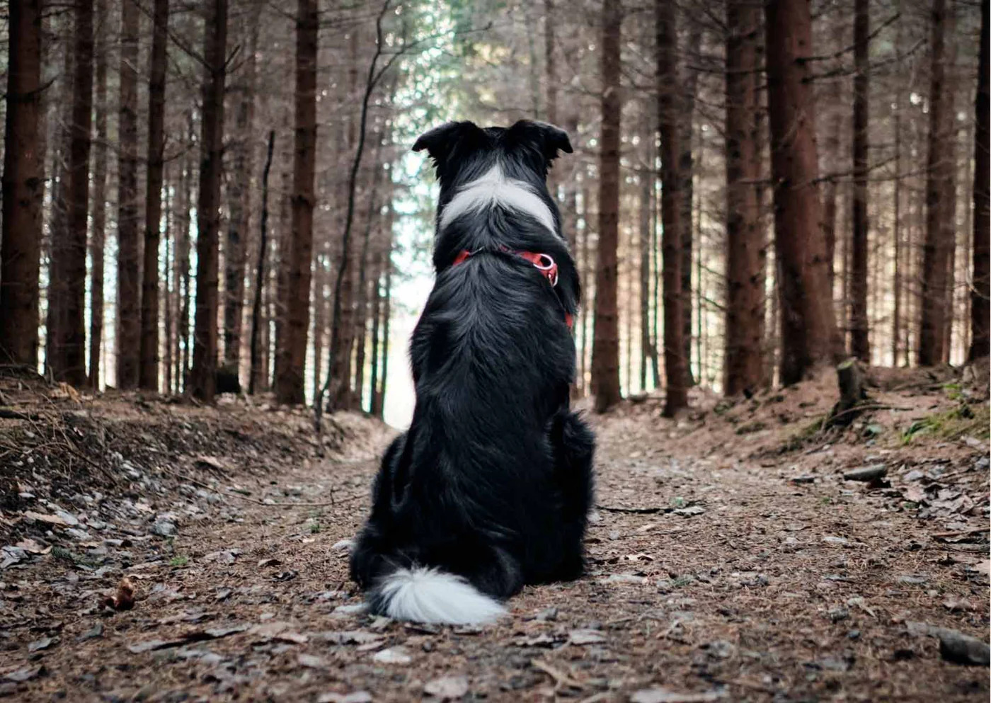 မေတ္တာတရား ငှားရန် ရှိသည်